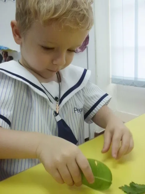 大きな緑の葉に触れ、調べる子ども。
