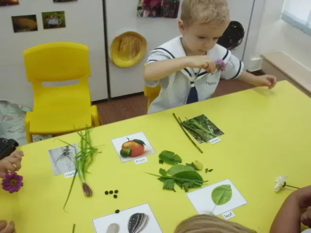 教室の活動で葉・花・種を仕分ける子どもたち。