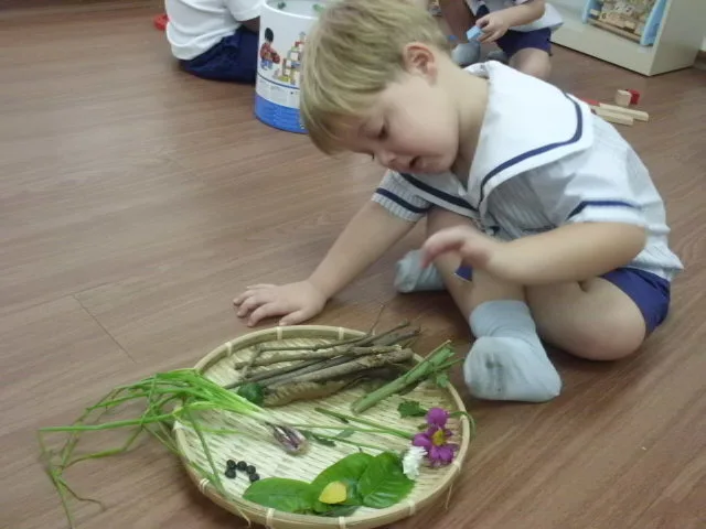 トレーに並べられた自然素材を調べる就学前の子ども。