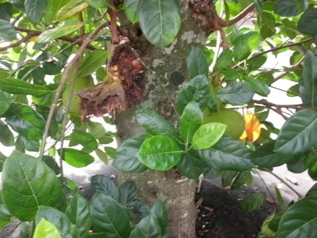 木の緑の葉のあいだに咲く花。
