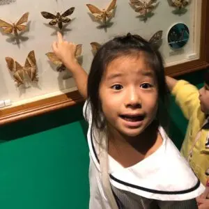 幼儿园二年级的孩子在发现式学习中探索蛾类标本