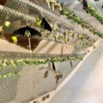 Butterfly Park & Insert Kingdom @ Sentosa 2019