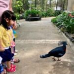 Butterfly Park & Insert Kingdom @ Sentosa 2019