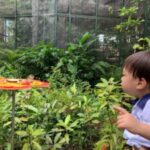 Butterfly Park & Insert Kingdom @ Sentosa 2019