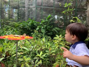 Butterfly Park & Insert Kingdom @ Sentosa 2019