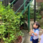 Butterfly Park & Insert Kingdom @ Sentosa 2019